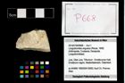 Foto (Objekt + Etikett) von Longodromites angustus (Reuss, 1858)  (NHMW-GEO-2014-0194-0668)